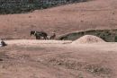 Farmer Threshing Corn, Malaga